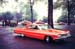 Orange impala